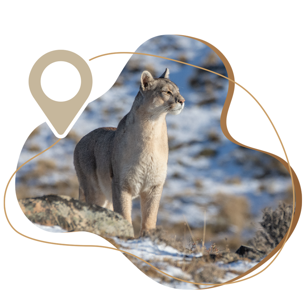 Avistamiento de Pumas en Torres del Paine