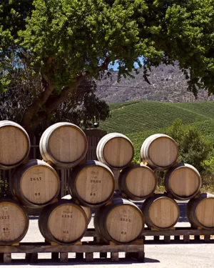 Visita a Viñedo Bodegas RE