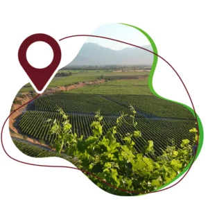 TOUR VIÑA CONCHA Y TORO