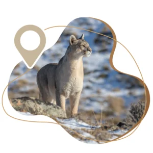 Avistamiento de Pumas en Torres del Paine