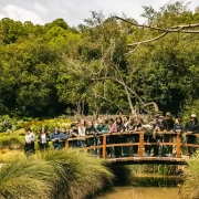 Birdwatching en Tricao
