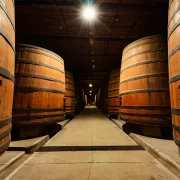 Visita al Viñedo Cousiño Macul
