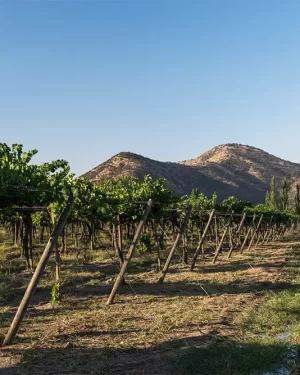 Visita al Viñedo Santa Rita