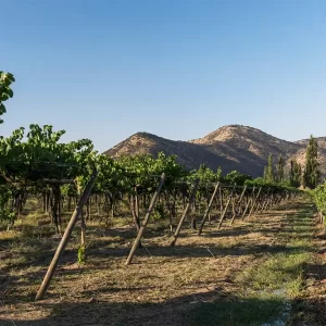 Visita al Viñedo Santa Rita