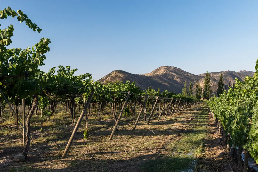 Visit to the Santa Rita Vineyard