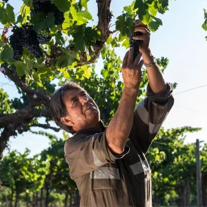 Visita al Viñedo Santa Rita