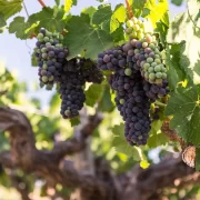 Visita al Viñedo Santa Rita