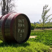 Visita al Viñedo Santa Rita