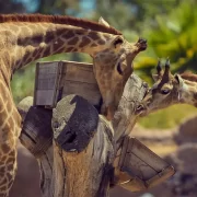 Buin Zoo – Full Day