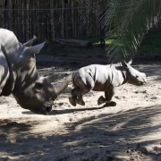 Buin Zoo – Full Day
