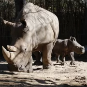 Buin Zoo – Full Day