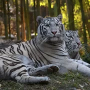 Buin Zoo – Full Day
