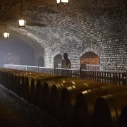 Visita al Viñedo Concha & Toro