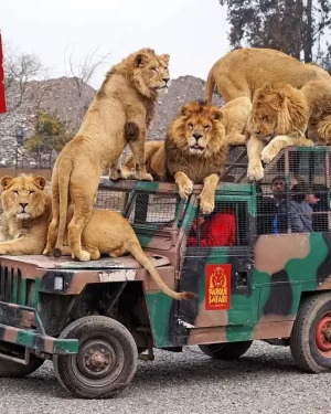 Parque Safari – Full Day