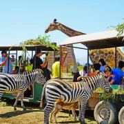 Parque Safari – Full Day