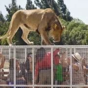 Parque Safari – Full Day