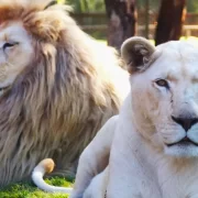 Parque Safari – Full Day