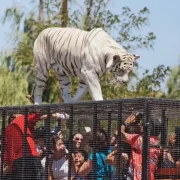 Parque Safari – Full Day