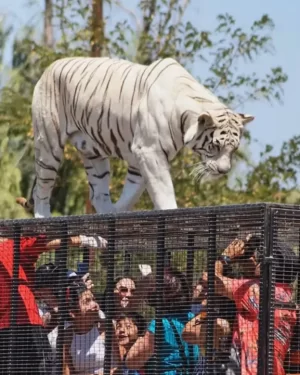 Parque Safari – Full Day