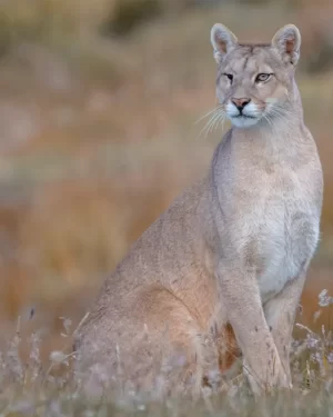 Avistamiento de Puma en Torres del Paine
