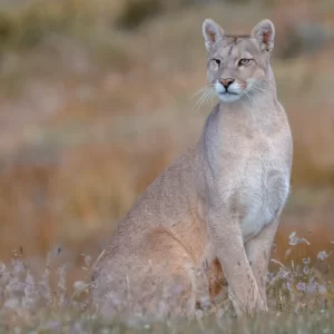 Avistamiento de Puma en Torres del Paine