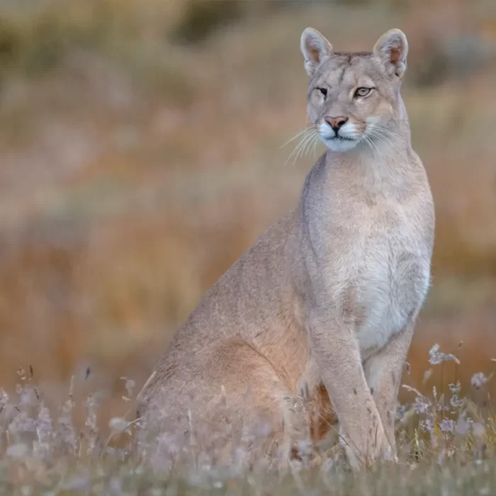 Avistamiento de Puma en Torres del Paine