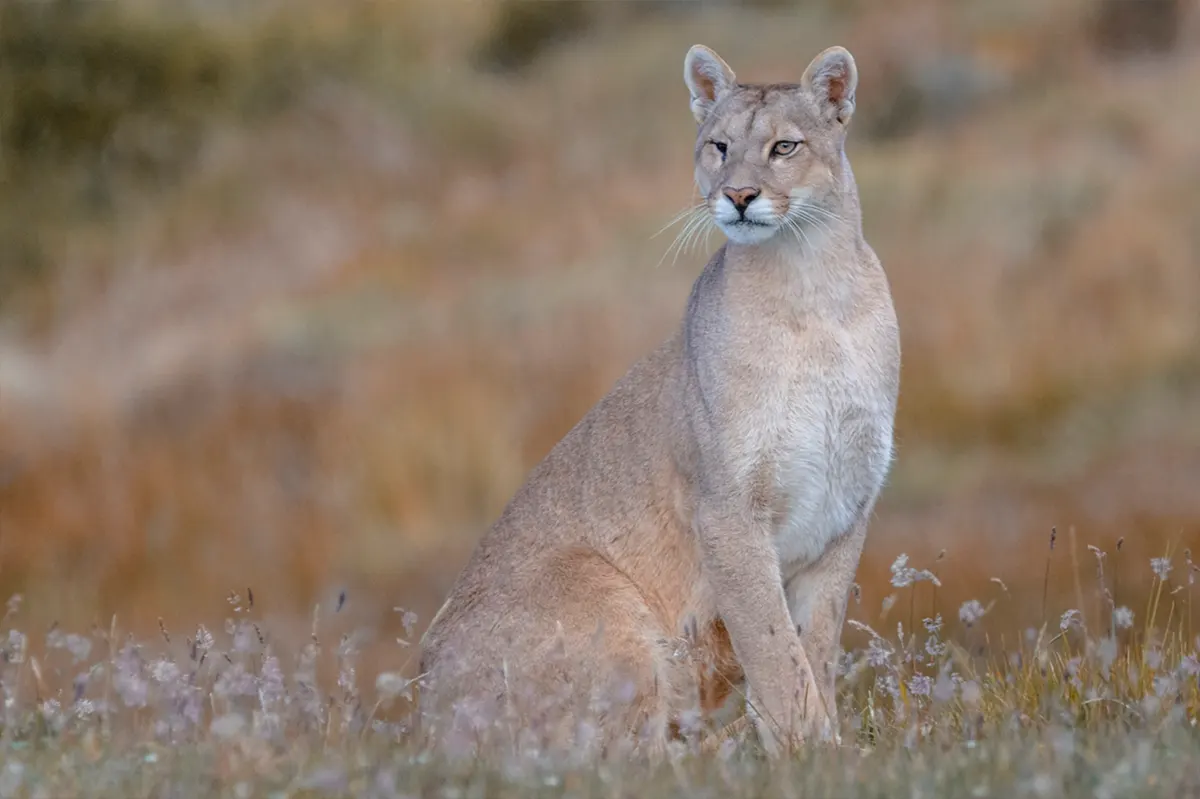 Avistamiento de Puma en Torres del Paine