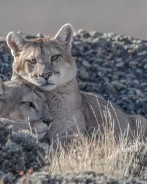 Avistamiento de Puma en Torres del Paine
