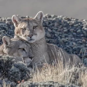 Avistamiento de Puma en Torres del Paine