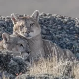 Avistamiento-pumas-01