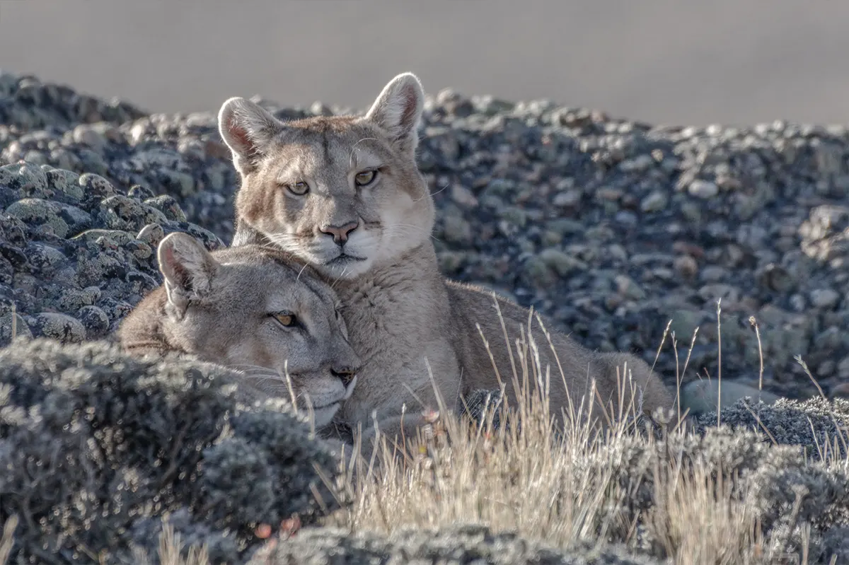 Avistamiento de Puma en Torres del Paine