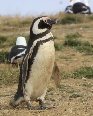 Navegación Isla Magdalena y Marta – Encuentro con Pingüinos y Lobos Marinos