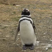Navegación Isla Magdalena y Marta – Encuentro con Pingüinos y Lobos Marinos