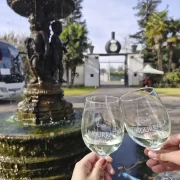Visita al Viñedo Undurraga (Tour Sibaris)